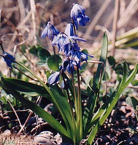 Scilla siberica 