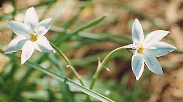 Ipheion uniflorum 