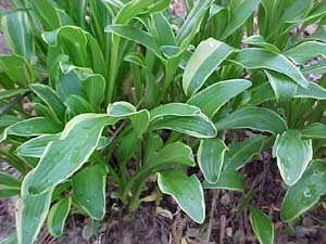 Hosta 'Stilletto'