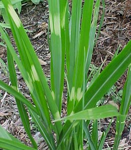 Miscanthus strictus 