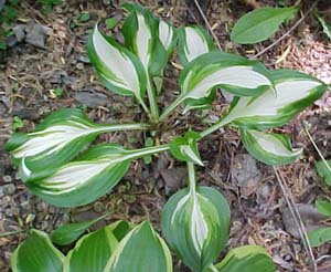 Hosta 'Striptease'