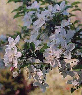 Malus 'Sugar Thyme'