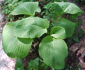 Hosta 'Sum and Substance'