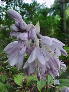 Hosta 'Sum and Substance'