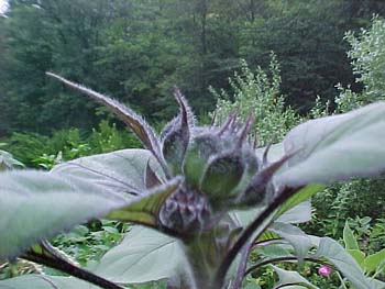 Helianthus annus 'Claret'