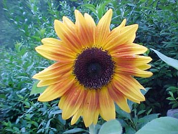 Helianthus annus 