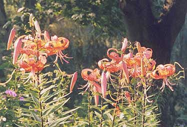 Lilium superbum 