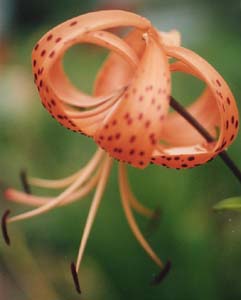 Lilium superbum 