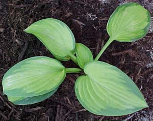 Hosta 'Super Nova'