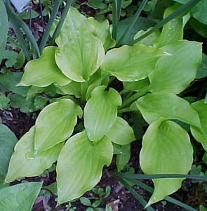 Hosta 'Sweet Tater Pie'