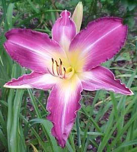 Hemerocallis 'Swirling Water'