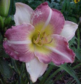 Hemerocallis 'Swizzle Stick'