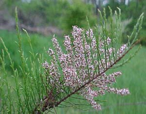 Tamarix ramossissima 'Summer Glow'