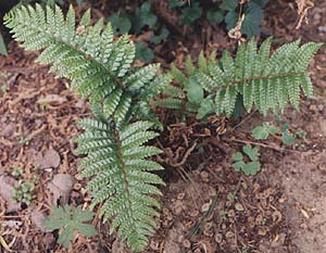 Polystichum polyblepherum 