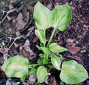 Hosta 'Tattoo'