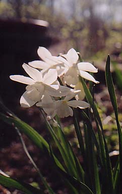 Narcissus 'Thalia'