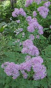 Thalictrum dipterocarpum 