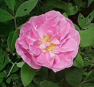 Rosa rugosa 'Therese Bugnet'