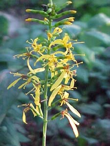 Ligularia stenocephala 'The Rocket'