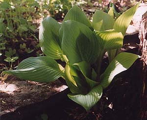 Hosta 'Thomas Hoag'