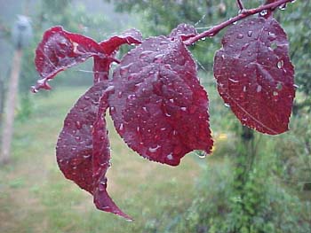 Prunus cerasifera 'Thundercloud'