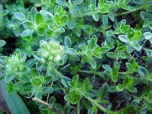 Thymus praecox 'Albus'