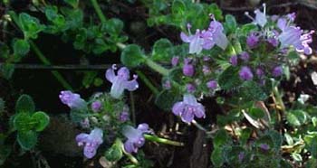 Thymus praecox 