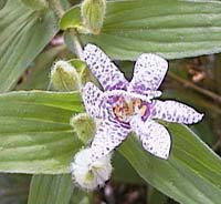 Trycirtis hirta 'Miyazaki'