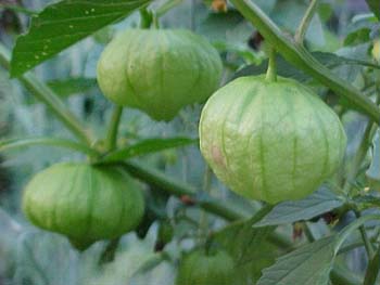 Physalis pruinosa 