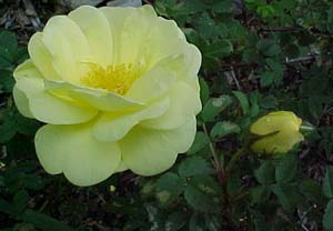 Rosa rugosa 'Topaz Jewel'