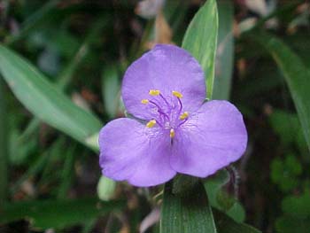 Tradescantia virginiana (species)