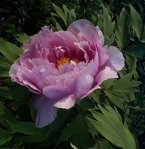 Paeonia suffruticosa 'Kamatanishiki'