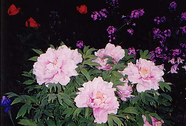 Paeonia suffruticosa 'Kamatanishiki'