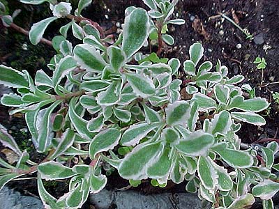 Sedum spurium 'Tricolor'