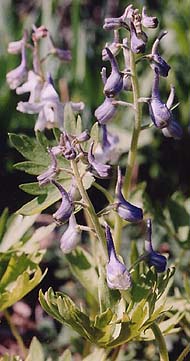 Delphinium tricorne (species)