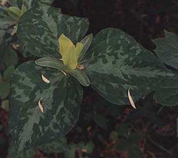 Trillium cuneatum 