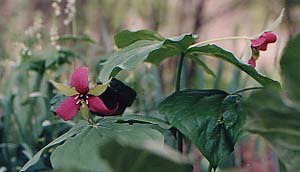 Trillium erectum 