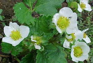 Fragaria frel 'Tristar'