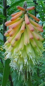 Kniphophia uvaria 