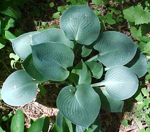 Hosta 'True Blue'