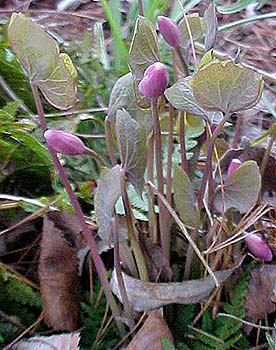 Jeffersonia diphylla 