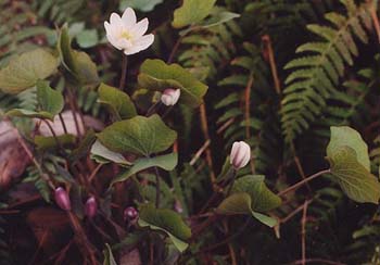 Jeffersonia diphylla 