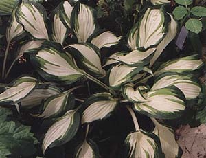 Hosta undulata 'Variegata'