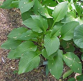 Hosta undulata 'Univittata'