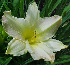 Hemerocallis Unknown