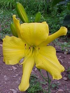 Hemerocallis Unknown