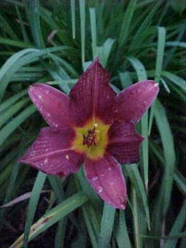 Hemerocallis Unknown