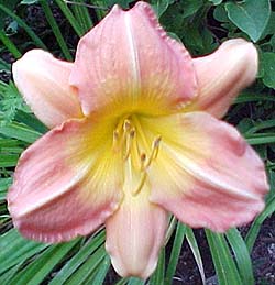 Hemerocallis Unknown