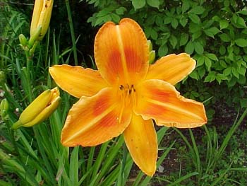 Hemerocallis Unknown