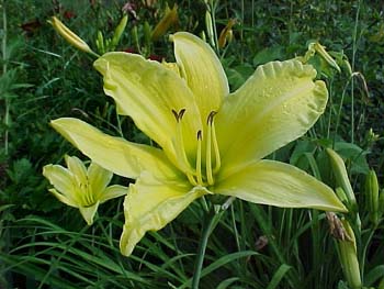 Hemerocallis Unknown